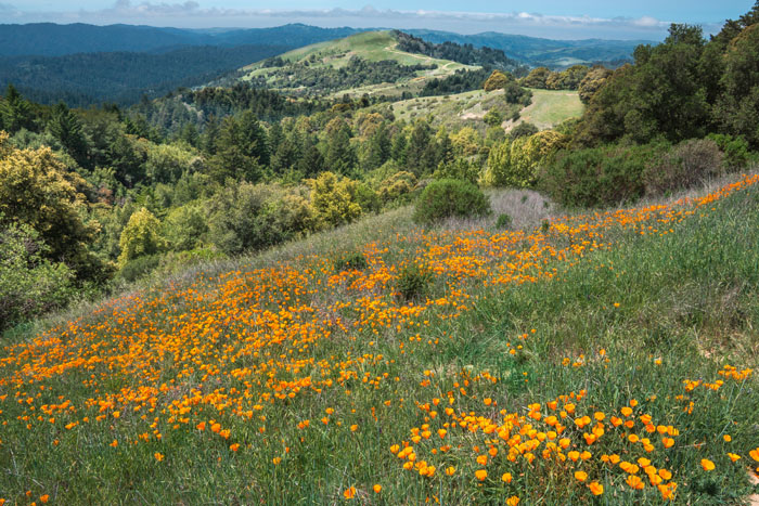 The wildflowers of Russian Ridge put on a spectacular show each spring. A blanket of California poppies frames Mindego Hill in the background. (Photo by Karl Grohl)