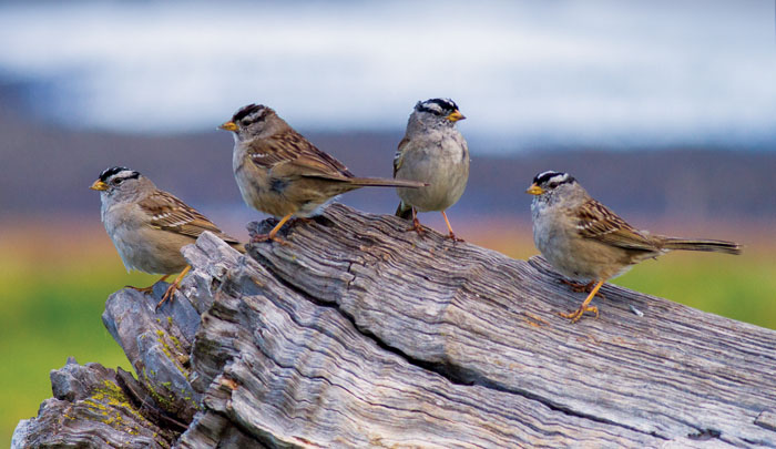White-crowned sparrows can be spotted low to the ground in scrubby or open habitats throughout the Bay Area. Photo: Davor Desancic