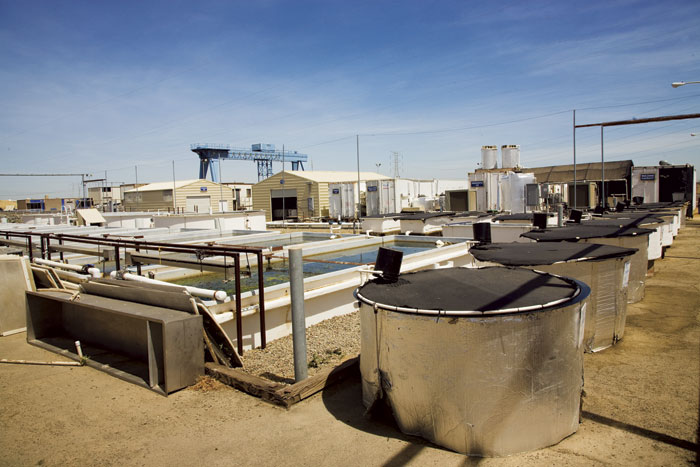 The UC Davis Fish Conservation and Culture Lab with its trailers, tanks, and pools for rearing smelt spans two acres near Byron, at the edge of the Delta. (Photo by Dale Kolke, California Department of Water Resources)