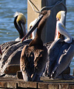 Immature (1 or 2 years old) Brown Pelican with all-brown head and neck, the only one spotted among about 100 pelicans on the dock on December 23, 2015. Photo by Richard Bangert