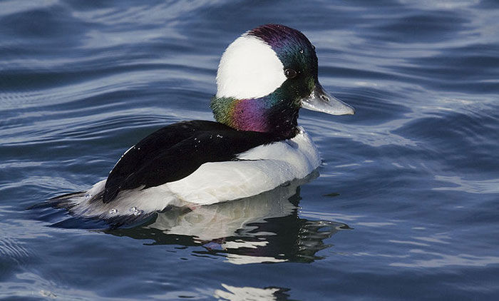 Bufflehead duck, a charismatic winter visitor to Bay Area lakes and bays. Photo: Marlin Harms