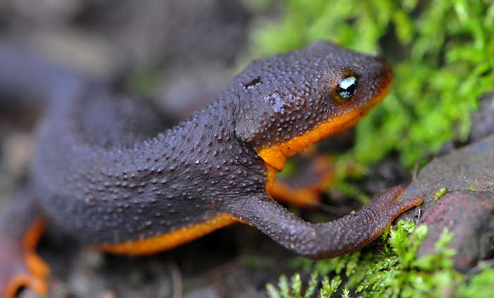 California newt. Photo: Matt Knoth