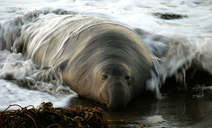 An elephant seal makes landfall at Añ Nuevo State Reserve.