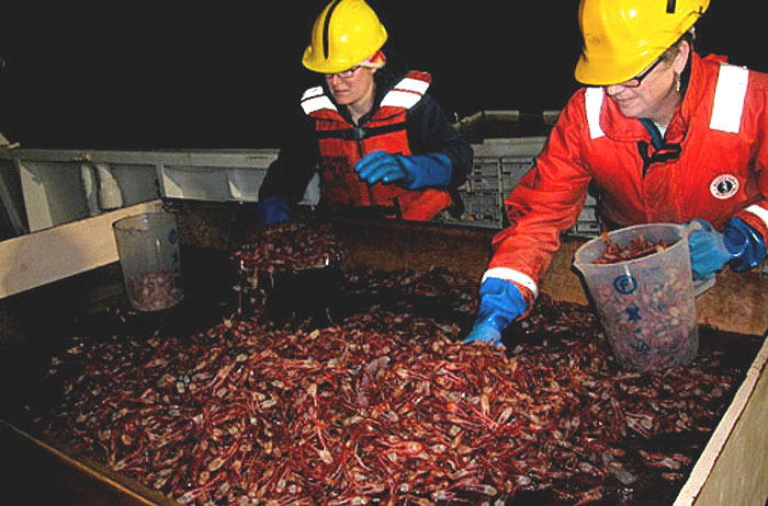 NOAA researchers sort a catch crowded with tropical pelagic red crabs as part of a research trawl in June. (Photo by Keith Sakuma, courtesy NOAA Southwest Fisheries Science Center)