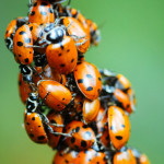 Convergent ladybugs clustering on a branch. Photo: Davor Desancic
