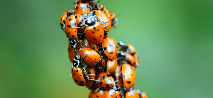 Convergent ladybugs cluster on a branch in Oakland's Redwood Regional Park.