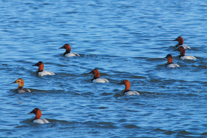 Canvasback ducks, a once-abundant game species, were among the first birds to return to Cullinan after the levee beach. (Photo by Russell Lowgren)
