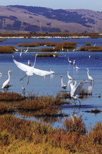 Shorebirds and waterfowl -- including great egrets in the foreground and white pelicans in the distance -- flocked to the new Cullinan wetlands. (Photo by Tom Muehlheisen)