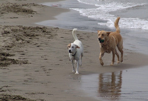 Dogs at Crissy Field beach. Photo: kghsf/Flickr