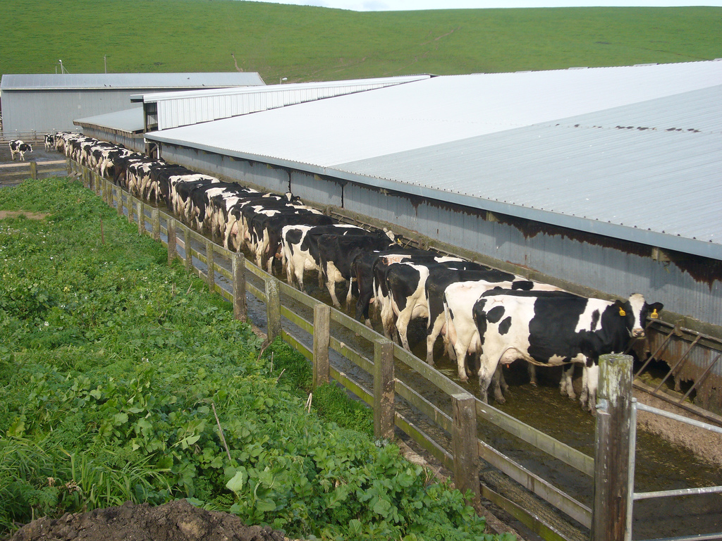 Dairy farming at Point Reyes. Photo: Chad K/Flickr