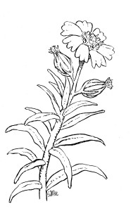 Tarweed. Illustration by Edward Willie 