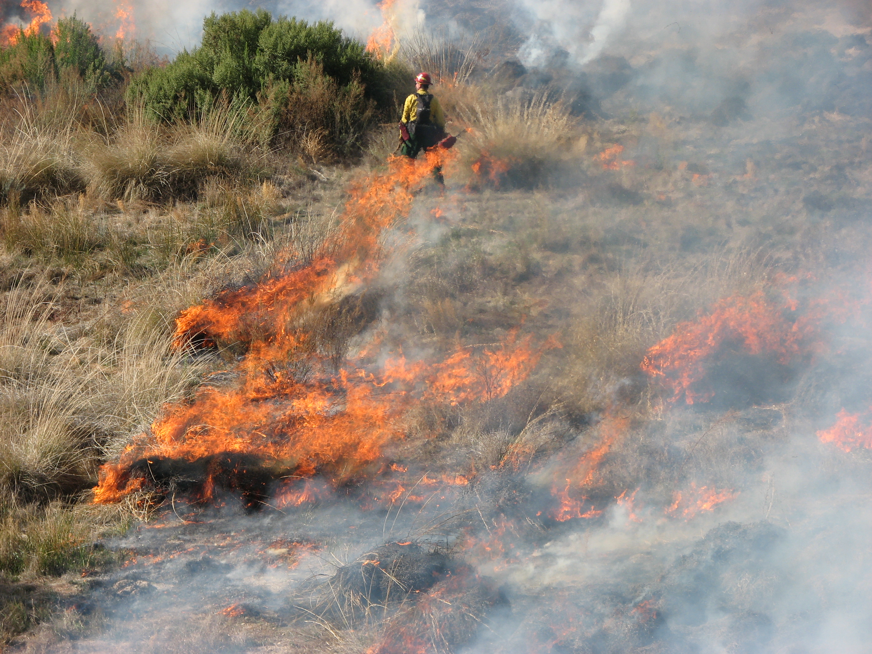 Controlled burn at Pinnacles National Park in December 2011 by Amah Mutsun Tribal Band, UCSC Arboretum, and National Park Service to promote native deergrass restoration. 