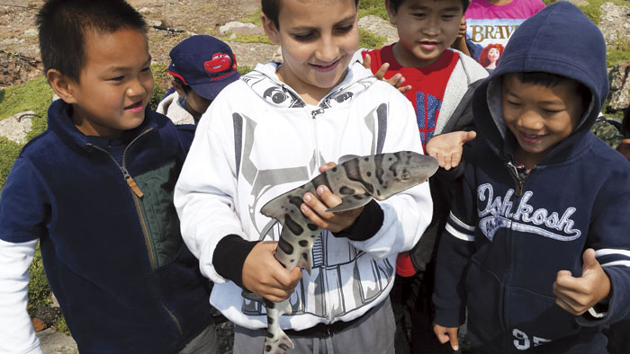 A young leopard shark is examined before the kids release it back into the Bay at Crab Cove. (Photo by James Frank, EBRPD Supervising Naturalist)