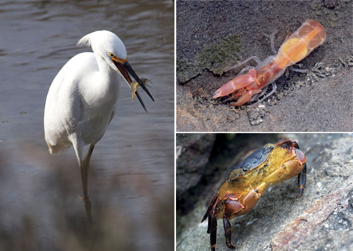 A snowy egret (left, photo by Rick Lewis) snacks on a ghost shrimp; the shrimp (top right, photo by Ron Wolf) live in burrows in the mudflats; lined shore crabs blow bubbles to ward off predators (bottom right, photo by Rick Lewis).