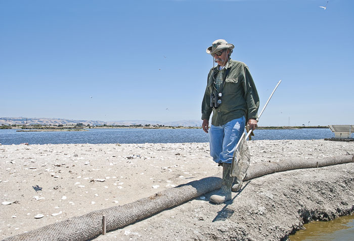 Park District naturalist Dave Riensche, a.k.a. Doc Quack, surveys Tern Island. (Photo by Hillary Van Austen, EBRPD)