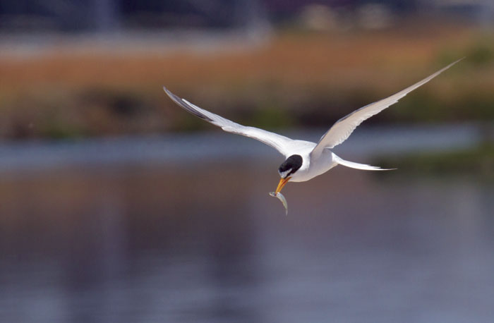 Least terns hunt small fish by flying low over the water. (Photo by Rick Lewis)