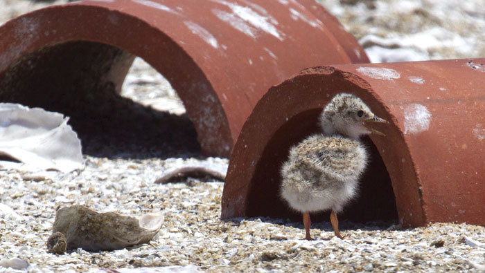 Within a few days of hatching, chicks explore the next site. (Photo by Rick Lewis)