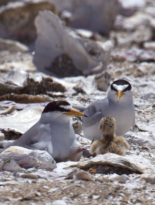 A pair of terns tend to their hatchlings on Tern Island. (Photo by Rick Lewis)