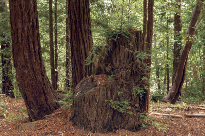 This small redwood grove has an old-growth stump in the middle; two second growth stumps in the foreground (cut about 20 years ago); two medium size second-growth trees on the left; and two skinnier shoots on the right, candidates for restoration thinning to promote growth of the two larger trees. (Photo by Sebastian Kennerknecht, pumapix.com)