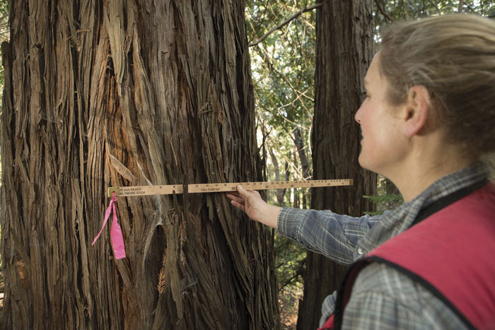 Nadia Hamey measures the diameter of a redwood tree in the working forest to gauge the number of board feet of lumber the tree might yield. (Photo by Sebastian Kennerknecht, pumapix.com)