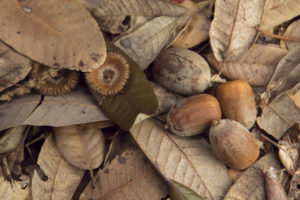 The leaves and acorns of tan oaks litter the forest floor. (Photo by Sebastian Kennerknecht, pumapix.com)