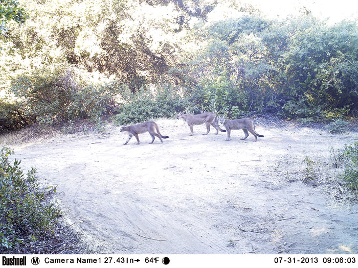 Sempervirens and POST are collaborating with the Puma Project (UC Santa Cruz) to document mountain lion presence at San Vicente Redwoods. This trio of pumas passed by a camera trap at 9:00 am on a sunny summer morning. (Photo courtesy The Puma Project, UC Santa Cruz)
