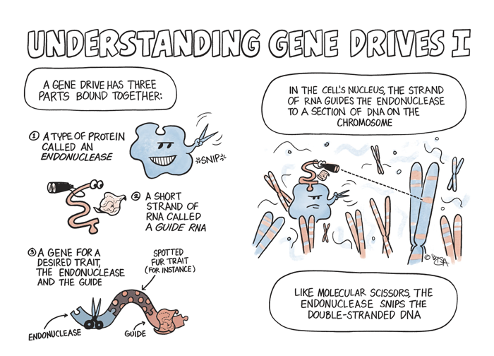 gene-drive-full-v3-2