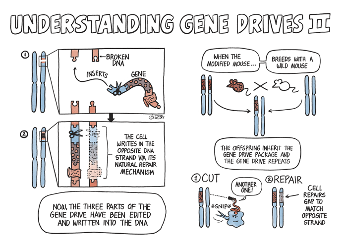 gene-drive-full-v3-3