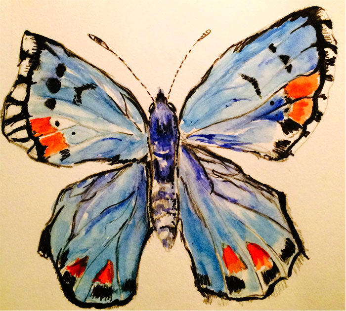 A Sonoran blue butterfly illustrated by Isabel Soloaga.