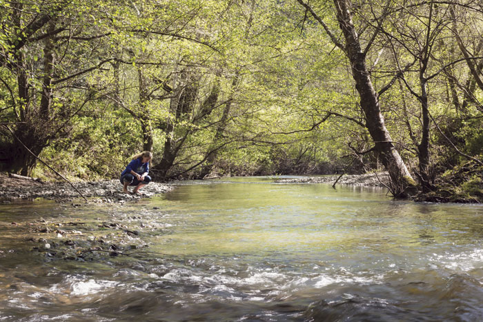 Salmon Creek begins in the hills above Occidental, flowing west until it empties in the Pacific Ocean, passing through Salmon Creek Ranch on the way. It supports steelhead trout, coho salmon, and California freshwater shrimp. (Photo by Sivani Babu)