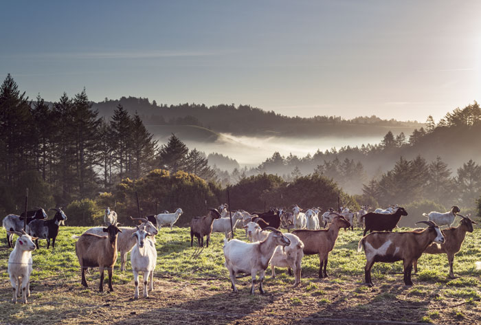 View of the Salmon Creek watershed east of Bodega Bay; New Zealand bred Kiko goats find morning forage on Salmon Creek Ranch. (Photo by Sivani Babu)