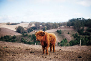 Scottish Highlander cattle, including this young bull, are raised on Salmon Creek Ranch. (Photo by Phillip Lee)