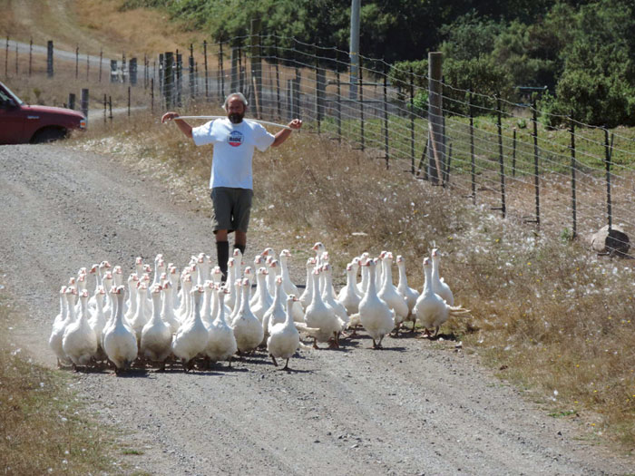 A gaggle of Embden geese waddle down the road at Salmon Creek Ranch. (Photo by Lesley Brabyn)