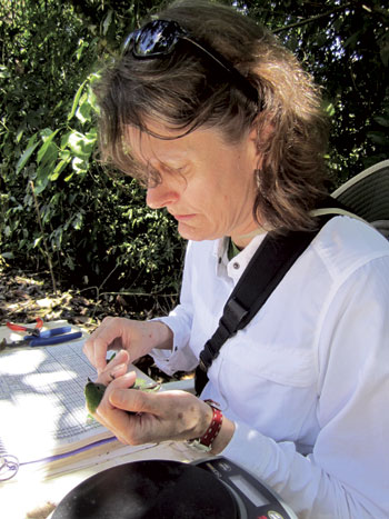 Elizabeth Hadly holds a bird during field research with students in Las Cruces Reserve, Costa Rica. (Photo courtesy of Elizabeth Hadly)