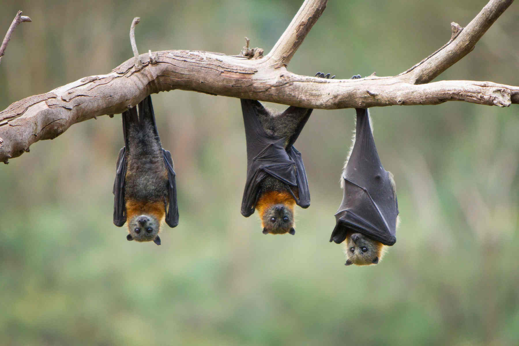 bats.jpg