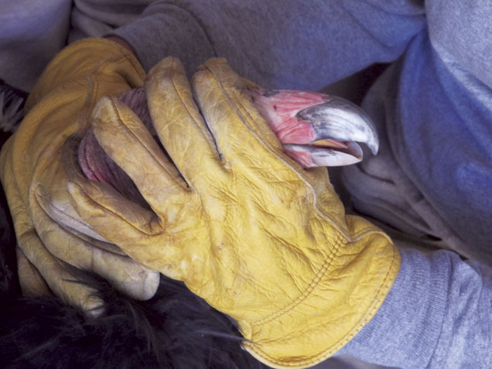 A Pinnacles Partnership volunteer holds a condor as its blood is drawn to check for lead poisoning. (Photo courtesy Richard Neidhardt)