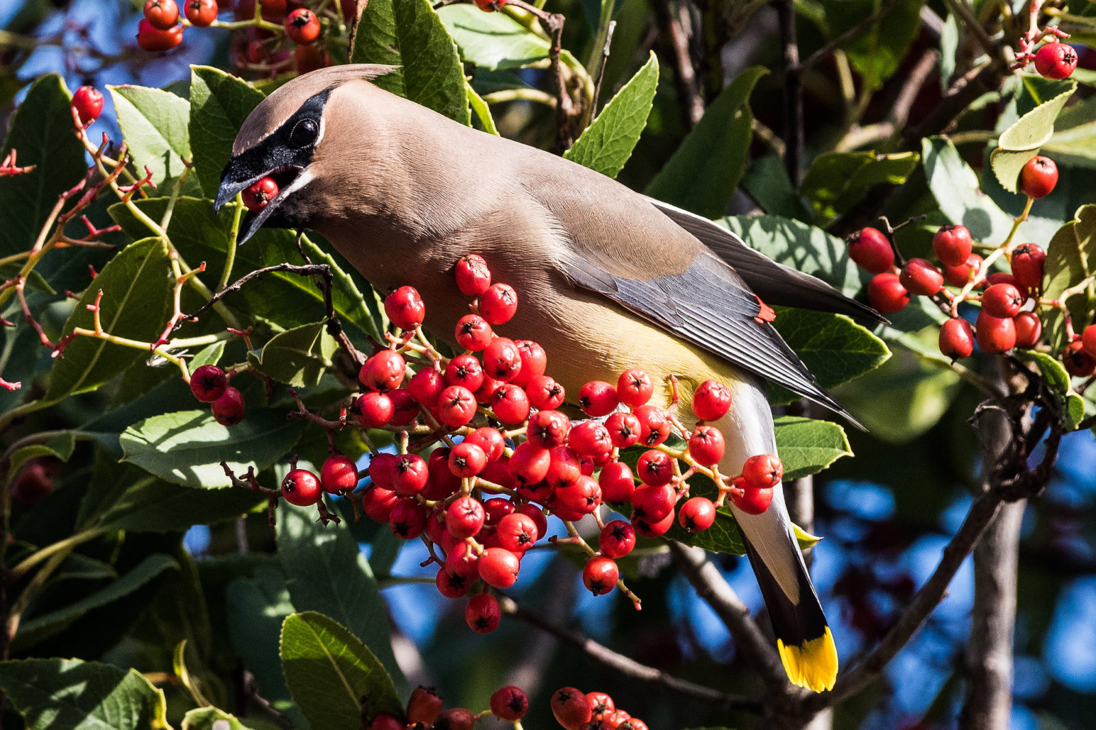 Plant Native Trees and Shrubs that Produce Berries for Birds