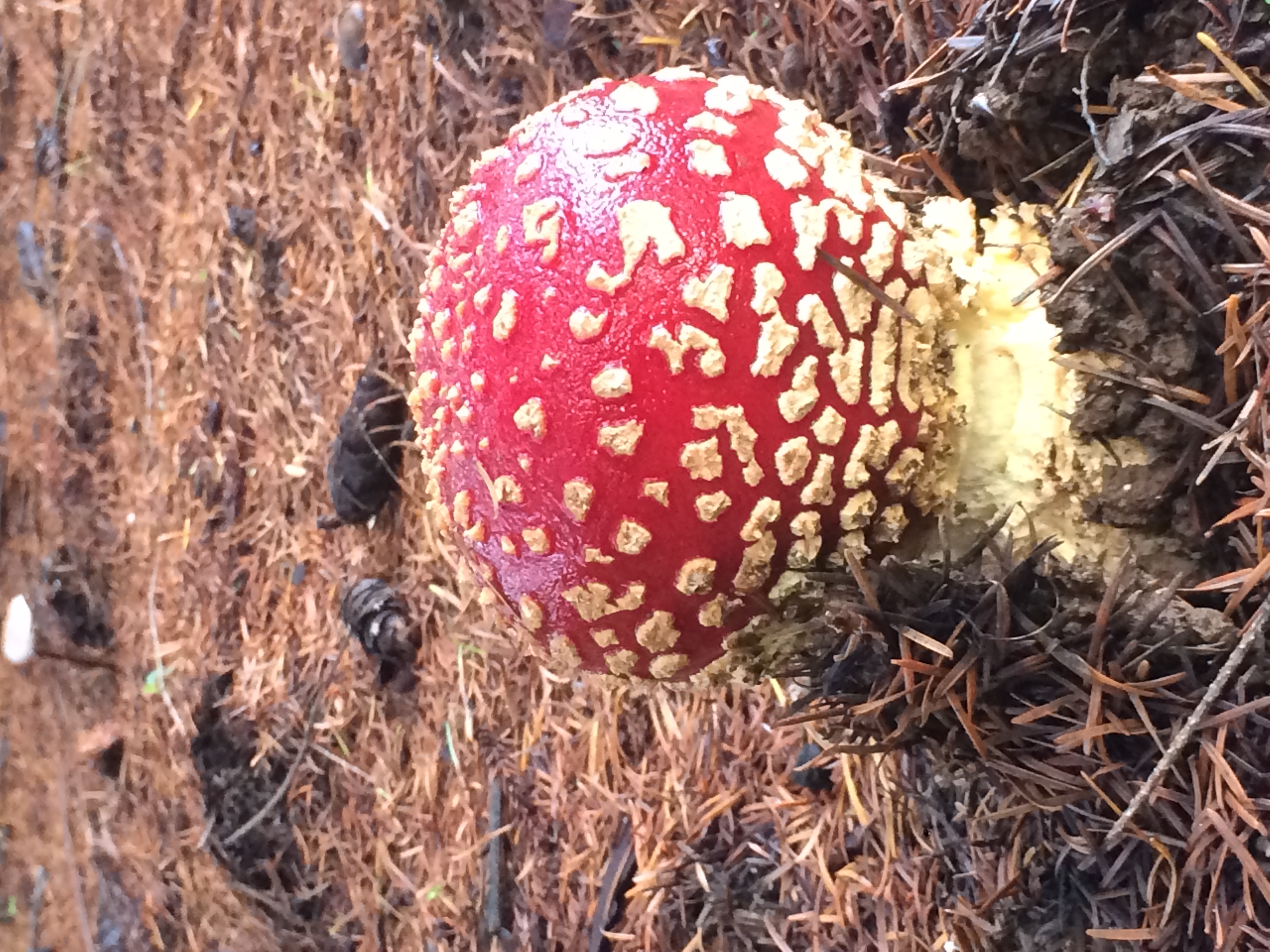 Mushrooms of the Redwood Forest