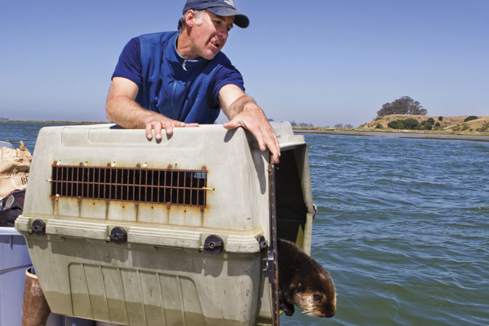 Karl Mayer of the Monterey Bay Aquarium releases a male sea otter into Elkhorn Slough in 2013. (Photo by Sebastian Kennerknecht, pumapix.com)