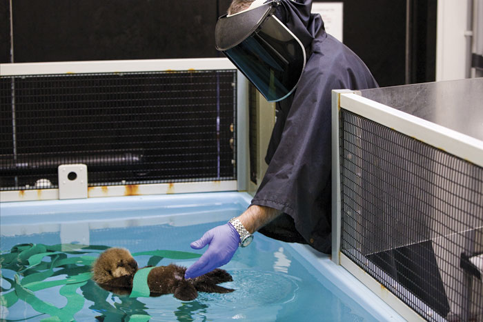 Monterey Bay Aquarium staff and surrogate sea otter mothers care for orphaned pups until they can be released into the wild. (Photo by Sebastian Kennerknecht, pumapix.com)