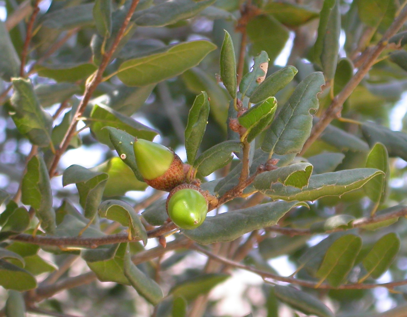 oak