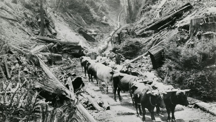 oxen team dragging timber out of the hills