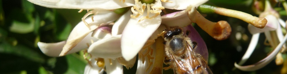 A honey bee pollinates a citrus flower at Country Flat Farm. Photo: Ben Eichorn
