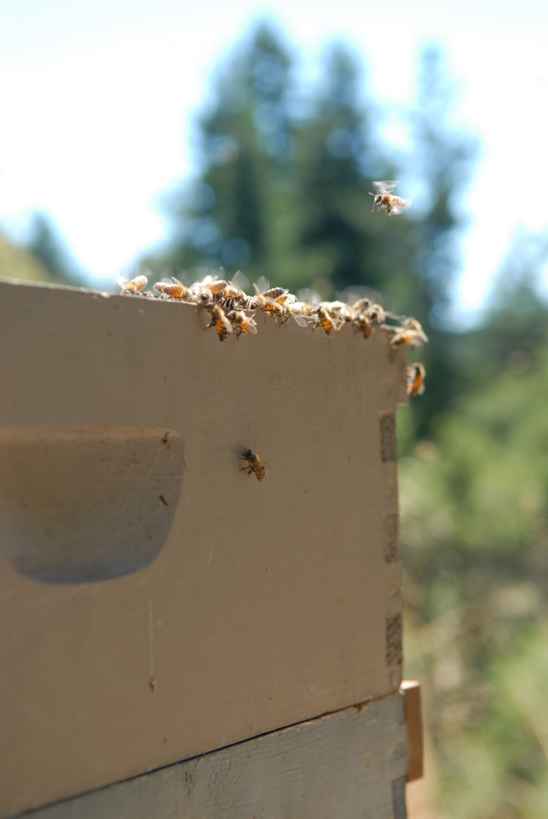 Bees "fanning" themselves during a routine inspection. Photo: Ben Eichorn