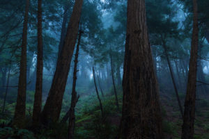 coast redwoods