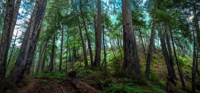 coast redwood grove