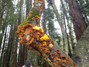 Two types of orange jelly fungi. Tremella aurantia is parasitic on the orange parchment Stereum. Photo: Melissa Moore
