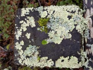 A foliose Lichen sp. Photo: Melissa Moore