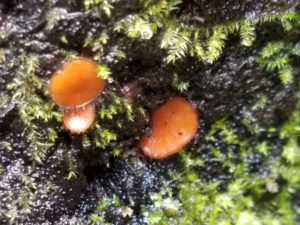 Scutellinia scutellata: the eyelash cup fungus. Photo: Melissa Moore
