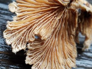 Schizophyllum commune, the split gill - a mushroom with 24,000 sex types. Photo: Melissa Moore